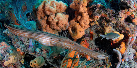 Dive With South Florida Diving Headquarters